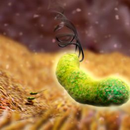 Что нужно знать о Helicobacter pylori (Хеликобактер пилори)?